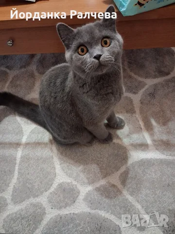 Британска женска котка, снимка 4 - Британска късокосместа - 55590061