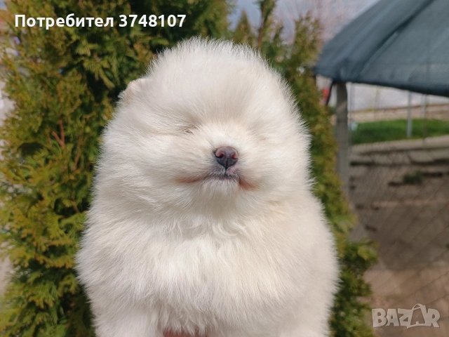 Померан/Померани , снимка 9 - Померан - 53999282