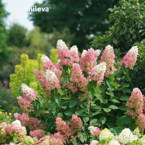 Хортензия паникулата Пинки Уинки, Hydrangea paniculata Pinky Winky, снимка 2 - Градински цветя и растения - 54722812