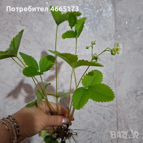 Разсад горска ягода, снимка 5 - Градински цветя и растения - 54568175