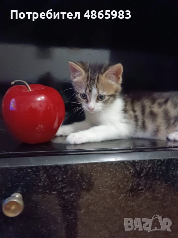 🐾 Търся дом за едно прекрасно мъжко котенце, снимка 2 - Други - 55025235