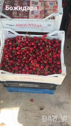 Продавам череши сорт „Бигаро Бюрла“