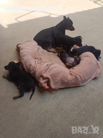 Чистокръвни пинчери, снимка 6 - Пинчер - 54978298