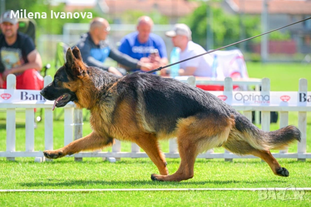 Женски немски овчарки от развъдник , снимка 13 - Немска овчарка - 54111204