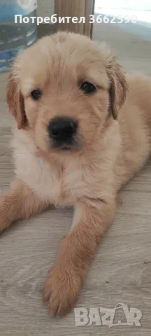 🐾 Малки кученца Голдън Ретривър търсят своите любящи семейства! 🐶❤️