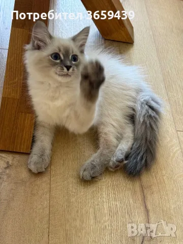 Невска маскарадна котка 