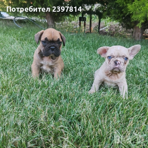 Френски булдог , снимка 6 - Френски булдог - 55008762