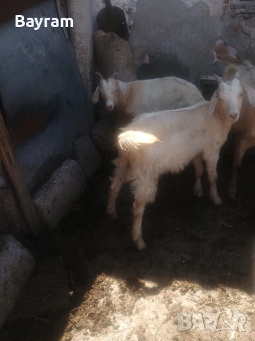 продавам ярета , снимка 3 - Овце - 54877974