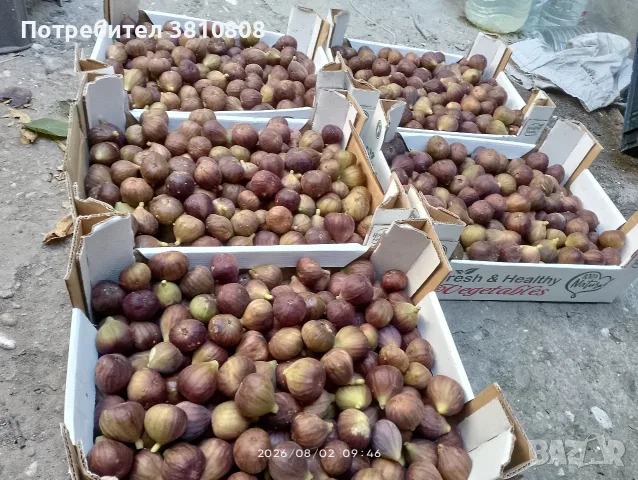 Натурални смокини, снимка 6 - Домашни продукти - 55432712
