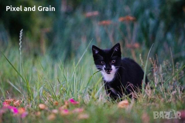 Tamron AF 60mm f2 SP Di II Macro EF-S обектив Канон, снимка 5 - Обективи и филтри - 54148050