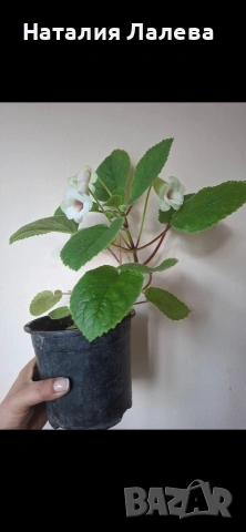 Синингия, sinningia Isa’s sherbet lemon, снимка 2 - Стайни растения - 54590116