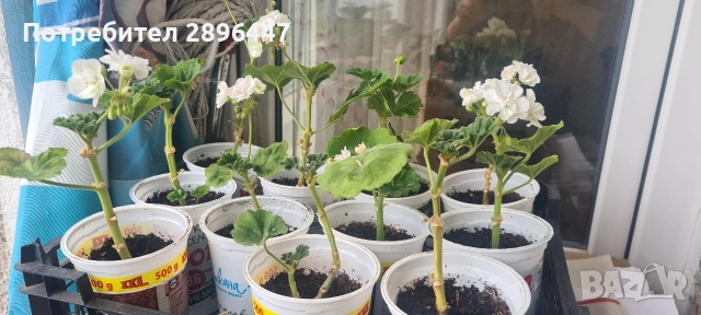 Разкошно бяло мушкато Намалено!, снимка 7 - Стайни растения - 41373576