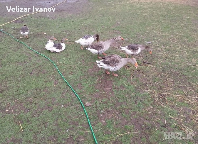 Продавам млади гъски, снимка 2 - други­ - 54175544