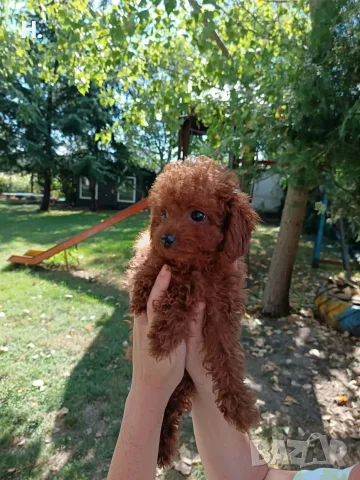 Пудел той/poodle toy