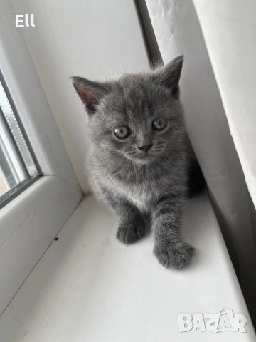 Британско коте