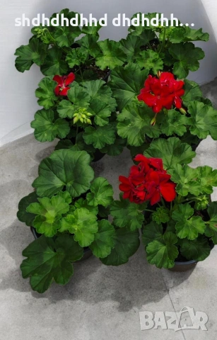 КАЛИОПЕ КАСКАДНО МУШКАТО , снимка 2 - Градински цветя и растения - 54220885