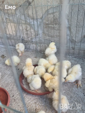 продавам пиленца брама