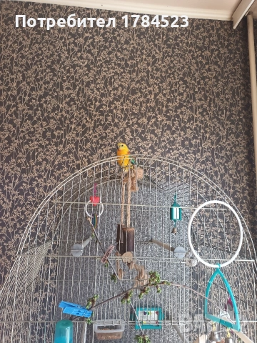 Мъжки пойни папагали , снимка 9 - Папагали - 54343114