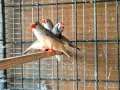 зеброви амадини финки, снимка 4
