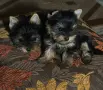 супер мини джудженце, снимка 3