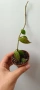 Hoya sunrise , снимка 2