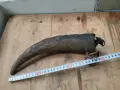 Стар голям биволски рог катраник, снимка 7