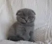 шотландска клепоуха, снимка 2