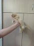 пекинез пекинези, снимка 5