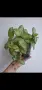Еписция, episcia Silver sheen, снимка 1