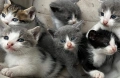 Подарявам малки котенца на  1 месец, снимка 6