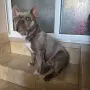 френски булдог на 1гудина , снимка 5