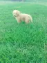 Малтипу/Maltipoo, снимка 16