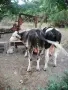 Продавам телета , снимка 4