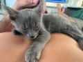 Коте - 2 месеца, снимка 7