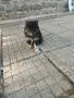 1 момиче и 2 момчета между шпиц и померан, снимка 3