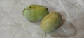 Asimina triloba, Асимина, Пау-пау, Индиански банан, снимка 5