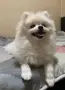 Померанче момиче, снимка 2