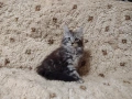 Котенца Мейн Куун момче и момиче, снимка 4
