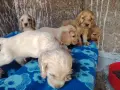 Кокер шпаньоли две момчета , снимка 2