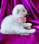 Скоттиш Фолд със сини очи , снимка 9