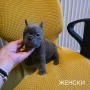 Френски булдог търси дом 🐾 Малки френски булдочета на 40 дни търсят своето  ново  семейство. , снимка 13
