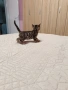 Бенгалски котета, снимка 3