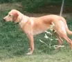 Момче и  момиче, снимка 12
