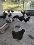 Кокошки за месо и яйца, снимка 4