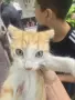 Котета търсят дом, снимка 4