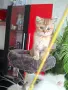 Британски и Шотландски котенца, снимка 1