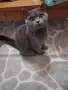 Британска женска котка, снимка 4