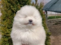 Померан/Померани , снимка 9