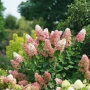 Хортензия паникулата Пинки Уинки, Hydrangea paniculata Pinky Winky, снимка 2