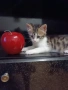 🐾 Търся дом за едно прекрасно мъжко котенце, снимка 2
